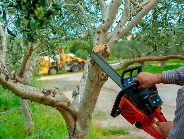 Best Large Tree Removal  in Coopersville, MI